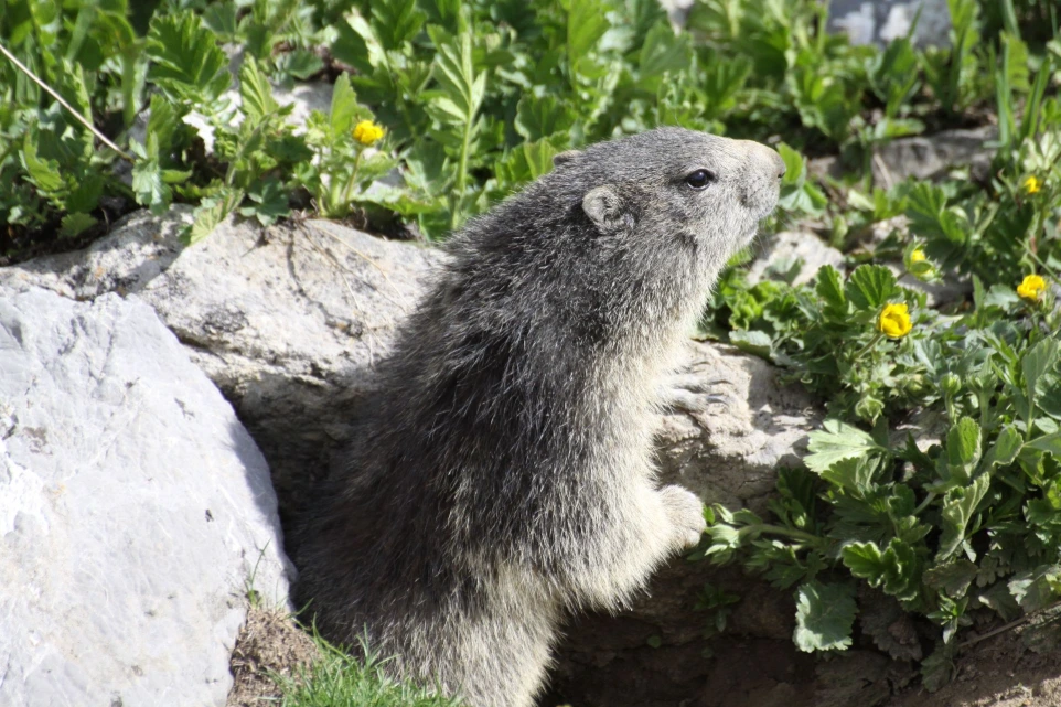 rencontrer des marmottes et autre animaux dans le parc du Mercantour
